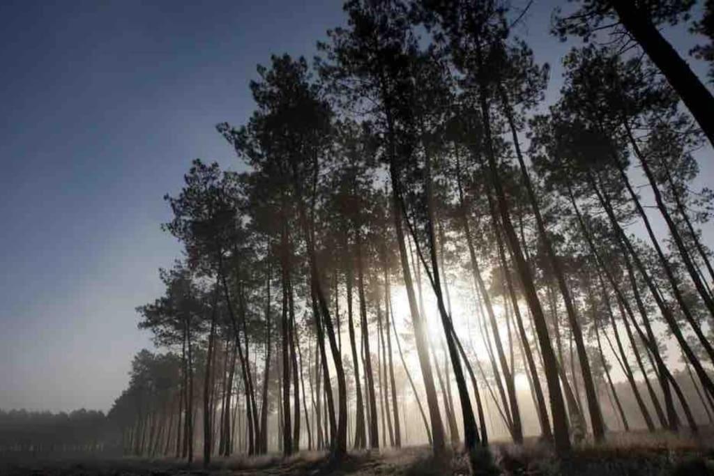 Вілла Chez Floflo Rion-Des-Landes Екстер'єр фото